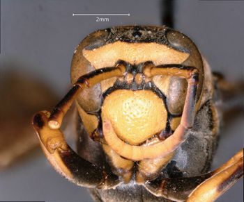 Media type: image;   Entomology 33180 Aspect: head frontal view